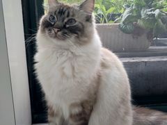 -喵的天空名猫咖啡馆·撸猫·猫舍·用品