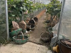 -马陆小张葡萄园农家乐