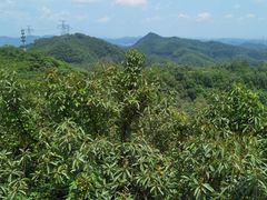 -大屏嶂森林公园