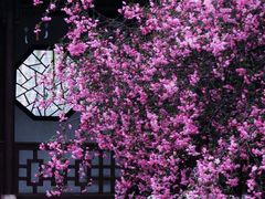 -莫愁湖公园