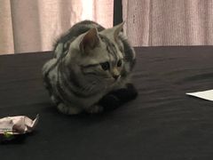 -猫尾侦探俱乐部·剧本杀·狼人杀