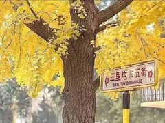 -三里屯东五街银杏大道