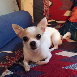 -椿树下·Tattoo纹身工作室