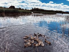 -野鸭湖国家湿地公园