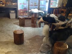 大堂-more than meow吴止猫主题餐厅(承德 中船汇店)