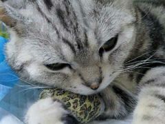 -菲丽丝宠物医院·24小时·猫科中心·免疫点(淮海分院)