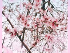 -桃花堤公园