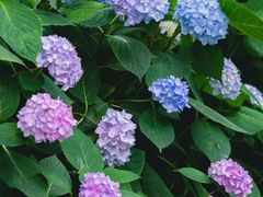 -合肥滨湖国家森林公园