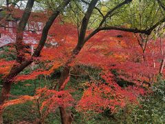 -中国茶叶博物馆(双峰馆区)