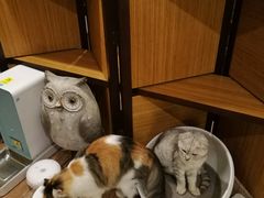 -more than meow吴止猫主题餐厅(承德 中船汇店)