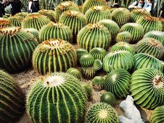 -深圳仙湖植物园