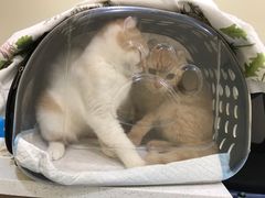 -萌兽医馆·犬猫专科·眼科中心·宠物医院(朝阳门分院)