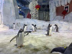 -芜湖新华联大白鲸海洋公园