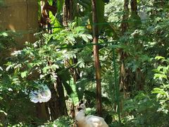 -西双版纳原始森林公园