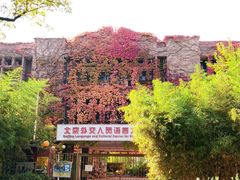 -三里屯东五街银杏大道