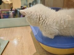 -BABIT巴比特宠物(MOMOPARK店)