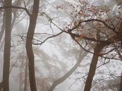 -广州市石门国家森林公园