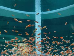 -海合安成都极地海洋公园