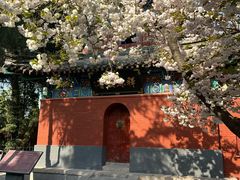 -洛阳白马寺