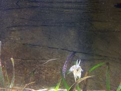 -悉尼海洋生物水族馆