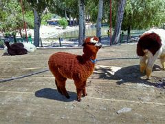 -新疆天山野生动物园