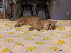 -东方名猫馆·英短金渐层布偶猫舍(环线广场1号楼店)