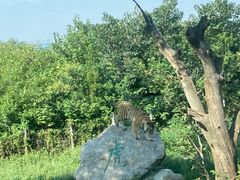 -西安秦岭野生动物园