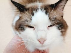 -猫在这儿猫咪咖啡馆·撸猫馆