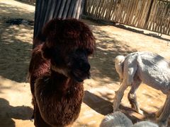 -鄂尔多斯野生动物园