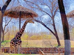 -北京野生动物园