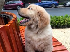 -PETKIT小佩宠物(古北店)