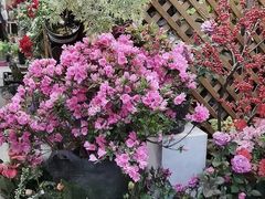-双季花艺园艺市场(浦东店)