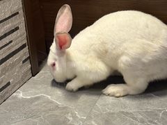 -东安鸡馆(蔡锷南路店)