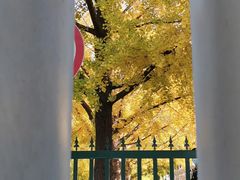 -三里屯东五街银杏大道