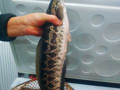 -金三可市井水煮鱼(金碧园店)