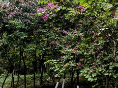 -番禺大夫山森林公园
