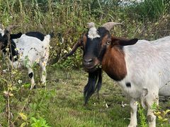 -大余丫山旅游度假区