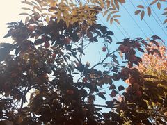 景点-兰陵国家农业公园