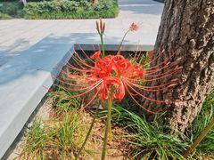 -西安大兴善寺