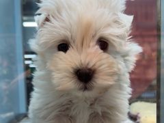 -FAELING PETS美天灵宠物(合生汇店)