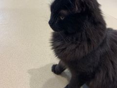 -藏猫猫咖啡主题馆(中央大道店)