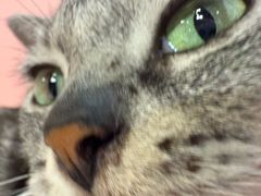 -毛绒耶耶撸宠馆·猫咖·狗咖·荷兰猪咖
