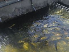 -北京龙庆四季香农家饭庄·灶台鱼·碳烤虹鳟鱼(龙庆峡店)