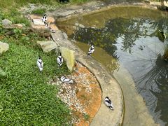 -新加坡飞禽公园