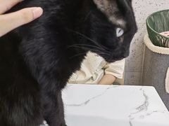 -喵园·猫主题咖啡厅·撸猫·猫咖(国贸店)