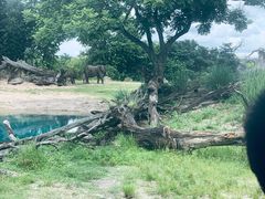 -奥兰多迪士尼动物王国乐园