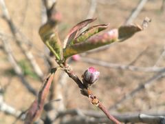 -南国桃园旅游度假区