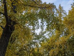 -三里屯东五街银杏大道