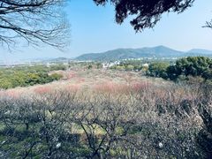 -香雪海