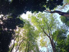-广州市帽峰山景区